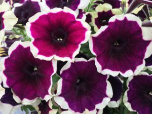 2016 Welby Gardens Field Trials Results