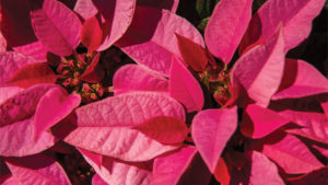 Poinsettia Survey Reveals Growers Increased Poinsettia Sales and Production in 2016