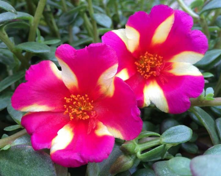 2016 Welby Gardens Field Trials Results