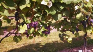 2016 University of Wisconsin Field Trials Results