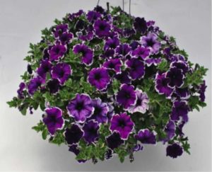 Petunia ‘Blue Picotee’ (Kientzler)