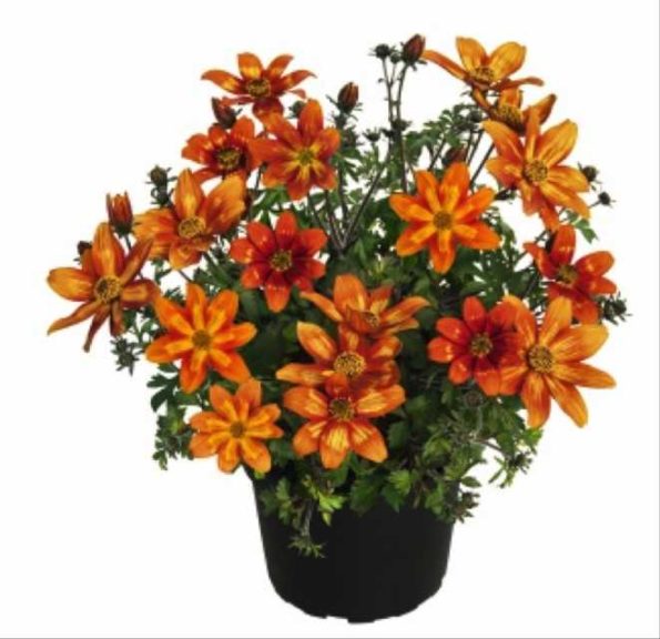 Bidens 'Funny Honey' (Kientzler)