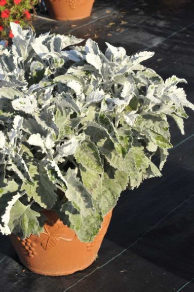 Senecio ‘Crushed Velvet’ (Hort Couture)