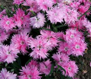 Dianthus ‘Supra Pink’ (Hem Genetics)