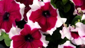 New Petunias and Calibrachoas for 2018 from California Spring Trials