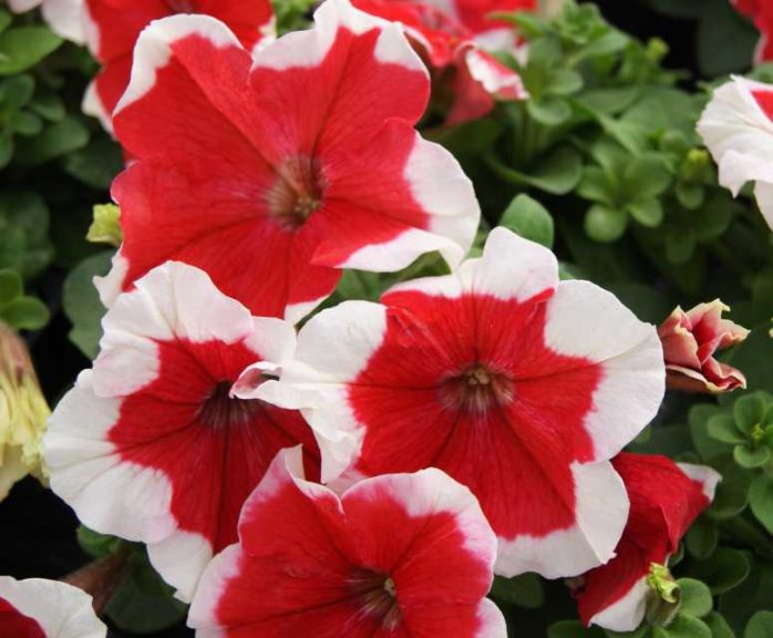 Grandiflora Petunia F1 Limbo *GP* Picotees  (Hem Genetics)