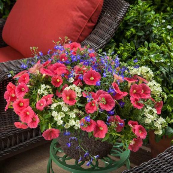 Kwik Kombos Sangria and Sunsets Mix (Syngenta Flowers)