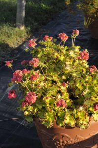 Geranium 'Glitterati Diva Queen'