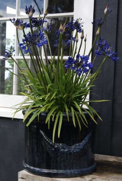 Agapanthus campanulas x 'Brilliant Blue' (Kiwi Flora)