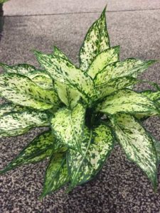 Aglanema 'Spring Snow'