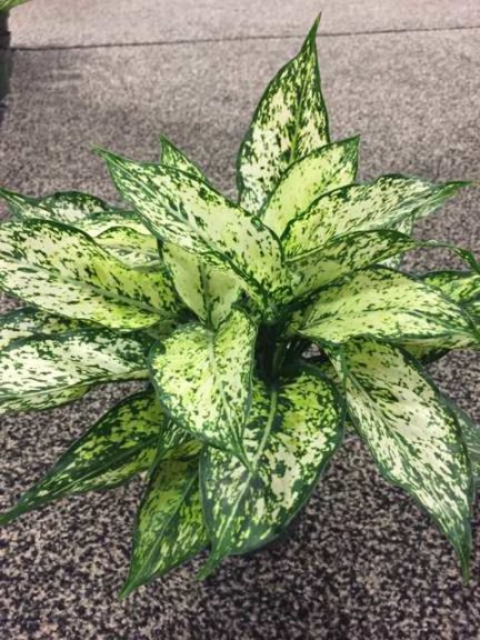 Aglanema 'Spring Snow'