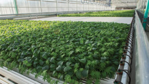 lef Farms Helps Feed Front-Line Workers in New England