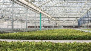 A Detailed Guide to How Technology Can Help Ease Greenhouse Labor Concerns