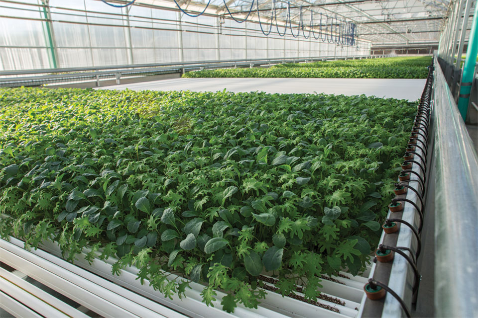 Lef Farms Helps Feed Front Line Workers In New England Greenhouse Grower