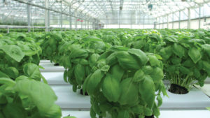 How You Can Embrace Greenhouse Food Production With Confidence