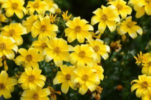 Bidens ‘Beedance Yellow’ (Suntory Flowers)