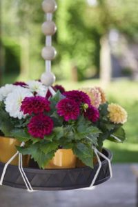 Dahlia 'Rebel' (HilverdaKooij)