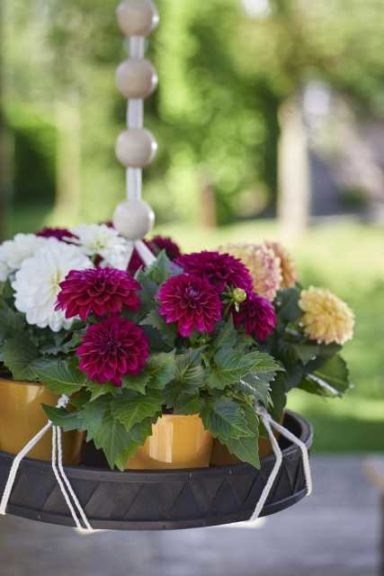 Dahlia 'Rebel' (HilverdaKooij)