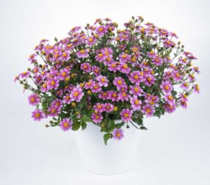 Bidens ‘Pretty in Pink’ (Danziger “Dan” Flower Farm)