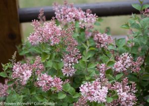 Syringa ‘Bloomerang Pink Perfume' (Spring Meadow Shrubs)