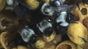 Pollinator Update: The Bumblebee on the Endangered List and What That Means to You