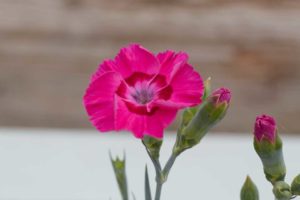 Dianthus 'American Pie Bumbleberry Pie' (PlantHaven)