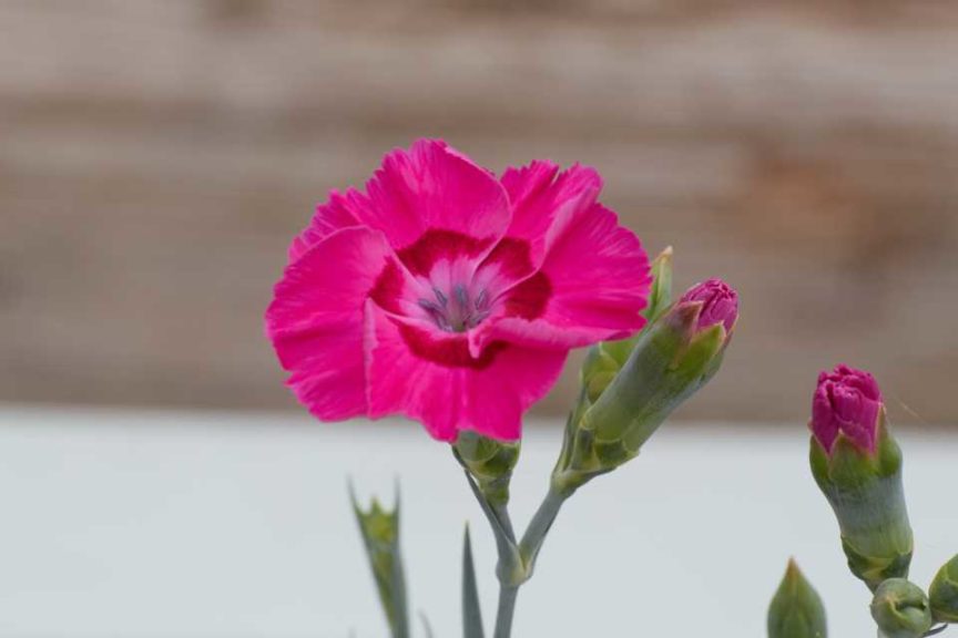 Dianthus 'American Pie Bumbleberry Pie' (PlantHaven)