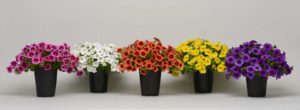 Calibrachoa Conga Series (Ball FloraPlant)