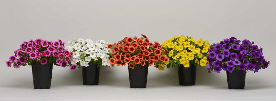Calibrachoa Conga Series (Ball FloraPlant)