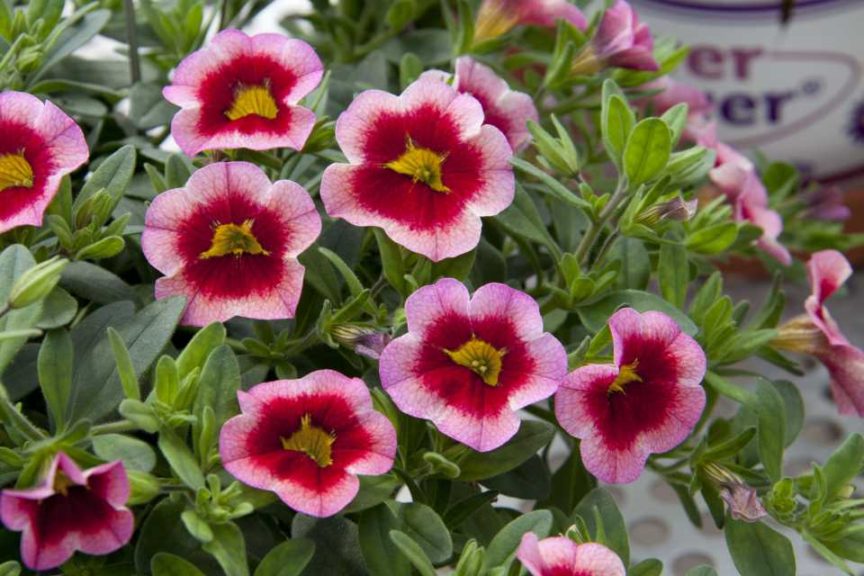 Calibrachoa Conga MiniFamous Neo Series (Selecta)