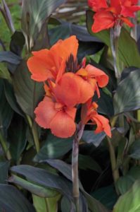 Canna ‘Cannova Bronze Leaf Orange’ (Ball Ingenuity)