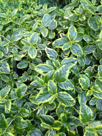 Ceanothus griseus horizontalis ‘Highlights’ (Sunset Western Garden Collection)