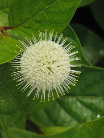 Cephalanthus occidentalis (Buttonbush) ‘First Editions Fiber Optics’ (Bailey Nurseries)
