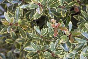 Ternstroemia gymnanthera ‘Juliet’ (Southern Living Plant Collection)
