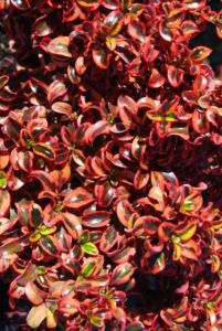 Coprosma repens 'Inferno'