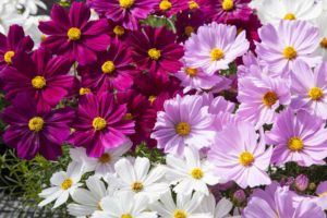 Cosmos Apollo Series (Floranova)