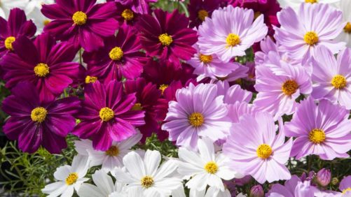 Begonias, Dahlias, and More for 2018 from California Spring Trials