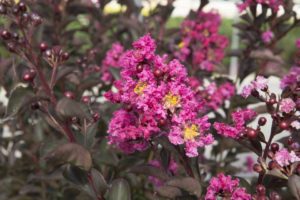 Lagerstromia indica (Crapemyrtle) ‘Delta Fusion’ (Southern Living Plant Collection)
