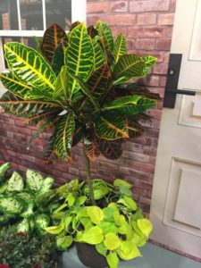 Croton Petra Standard (United Nursery, Inc.)