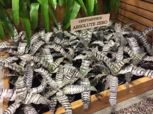 Cryptanthus Absolute Zero Black and White Designs (Bullis Bromeliads)