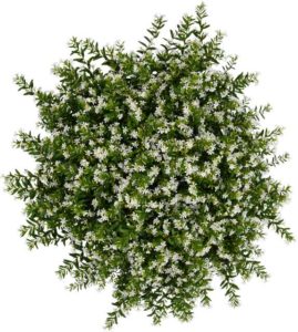 Cuphea FloriGlory Series (Westflowers)