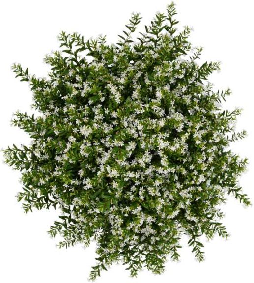 Cuphea FloriGlory Series (Westflowers)