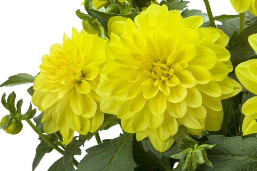 Dahlia LaBella Maggiore Series (Beekenkamp)