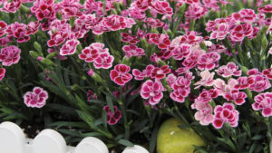 Growing Tips for Selecta’s Dianthus ‘Pink Kisses’