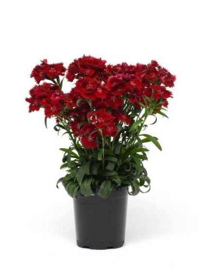 Dianthus 'Rockin' Red' (Kieft Seed)