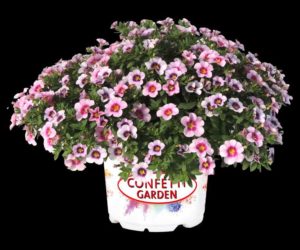 Calibrachoa ‘Bloomtastic Rose Quartz’ and ‘Serenity’ (Dümmen Orange)