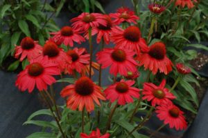Echinacea 'Kismet Red' (Terra Nova Nurseries)