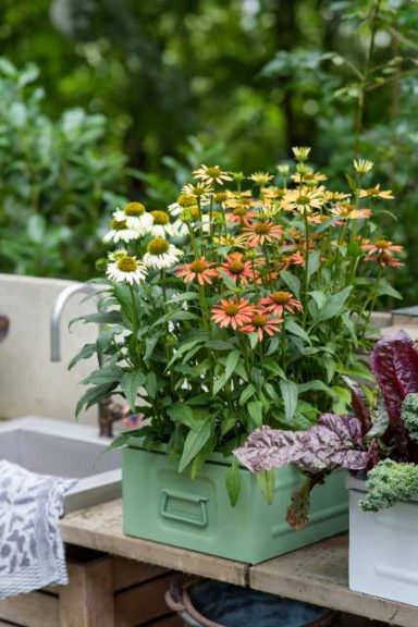 Echinacea Moodz Series (HilverdaKooij)