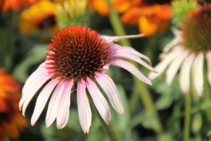 Echinacea Meadow Mama Series (Pacific Plug & Liner)