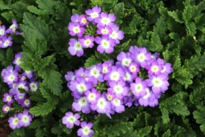 Verbena Empress Sun Series (Dümmen Orange)